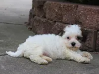 Kelton, a male Shichon for sale in Lexington, IN – 8 of 8