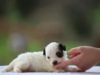 Kelton, a male Shichon for sale in Lexington, IN – 2 of 4
