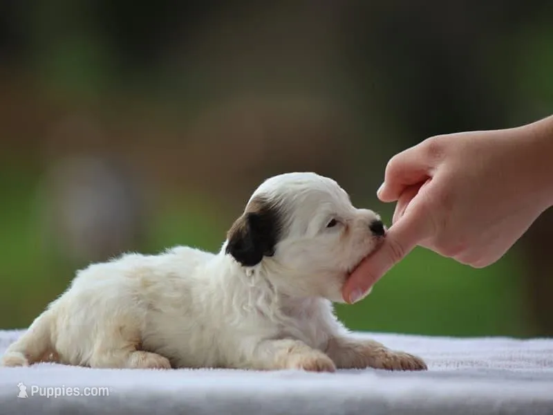 Kelton – Shichon puppy for sale in Lexington, IN