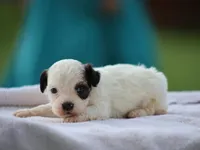 Kelton, a male Shichon for sale in Lexington, IN – 3 of 4