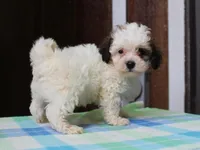 Kelton, a male Shichon for sale in Lexington, IN – 7 of 8