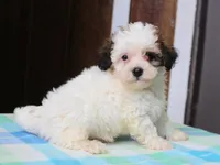 Kelton, a male Shichon for sale in Lexington, IN – 6 of 8