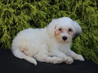 Hemlock, a male Shichon for sale in Lexington, IN – 1 of 4