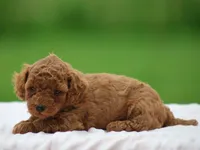 Wyatt, a male Poodle - Miniature  for sale in Lexington, IN – Photo 3 of 4