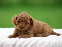 Wyatt, a male Poodle - Miniature  for sale in Lexington, IN – Photo 1 of 4