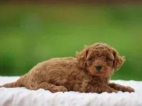 Wyatt, a male Poodle - Miniature  for sale in Lexington, IN – Photo 2 of 4