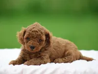 Wyatt, a male Poodle - Miniature  for sale in Lexington, IN – Photo 4 of 4