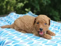  	Sherlock, a male Poodle - Miniature  for sale in Lexington, IN – 3 of 4
