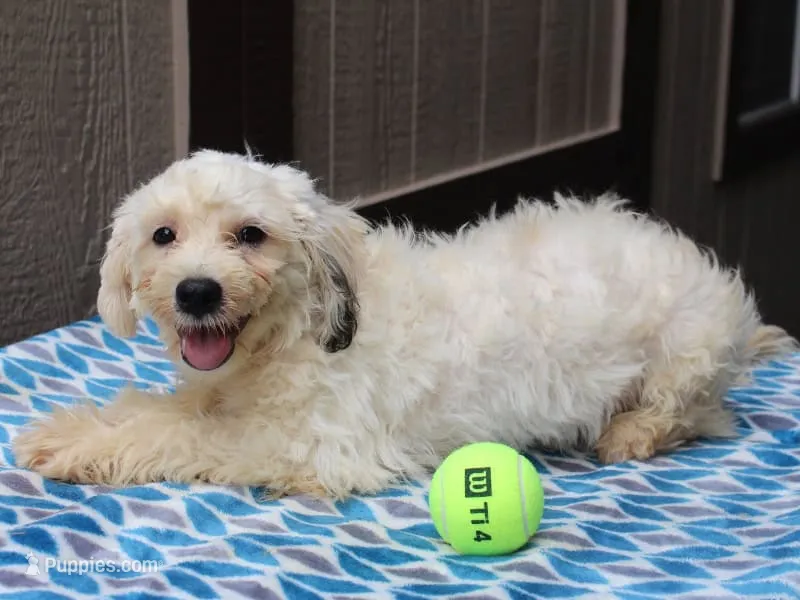 Hemlock – Shichon puppy for sale in Lexington, IN