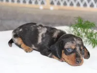 Olivia, a female Miniature Dachshund for sale in Lexington, IN – 2 of 4