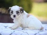 Daisy, a female Shichon for sale in Lexington, IN – 3 of 3