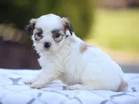 Daisy, a female Shichon for sale in Lexington, IN – 2 of 3