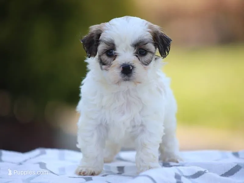 Daisy – Shichon puppy for sale in Lexington, IN