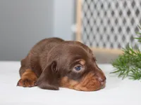 Jayde, a female Miniature Dachshund for sale in Lexington, IN – 2 of 4
