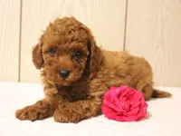 Waylee, a female Poodle - Miniature  for sale in Lexington, IN – 6 of 8