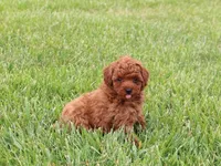 Waylee, a female Poodle - Miniature  for sale in Lexington, IN – 8 of 8