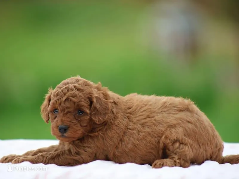 Waylee – Poodle - Miniature  puppy for sale in Lexington, IN