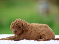 Waylee, a female Poodle - Miniature  for sale in Lexington, IN – Photo 1 of 4