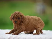 Waylee, a female Poodle - Miniature  for sale in Lexington, IN – Photo 4 of 4