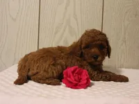 Waylee, a female Poodle - Miniature  for sale in Lexington, IN – 7 of 8