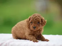 Waylee, a female Poodle - Miniature  for sale in Lexington, IN – Photo 3 of 4