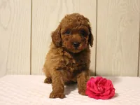 Waylee, a female Poodle - Miniature  for sale in Lexington, IN – 5 of 8