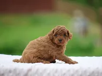 Waylee, a female Poodle - Miniature  for sale in Lexington, IN – Photo 2 of 4