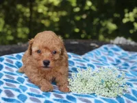 Selesta, a female Poodle - Miniature  for sale in Lexington, IN – 3 of 4
