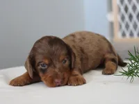 Patrickk, a male Miniature Dachshund for sale in Lexington, IN – 1 of 4