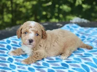 Shawn, a male Poodle - Miniature  for sale in Lexington, IN – 2 of 4