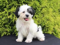 Kane, a male Shichon for sale in Lexington, IN – 4 of 4