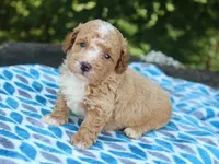 Shawn, a male Poodle - Miniature  for sale in Lexington, IN – 3 of 4