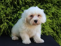 White Oak, a male Shichon for sale in Lexington, IN – 3 of 4