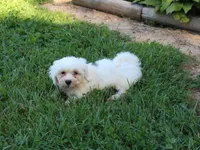 White Oak, a male Shichon for sale in Lexington, IN – 4 of 4