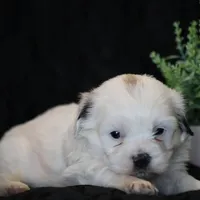 Shane, a male Shichon for sale in Lexington, IN – Photo 4 of 4