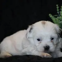 Shane, a male Shichon for sale in Lexington, IN – Photo 2 of 4