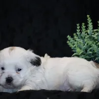 Shane, a male Shichon for sale in Lexington, IN – Photo 3 of 4