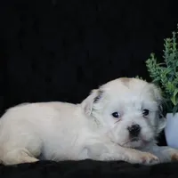 Shane, a male Shichon for sale in Lexington, IN – Photo 1 of 4