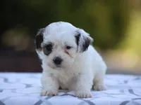 Buttercup, a female Shichon for sale in Lexington, IN – 1 of 4