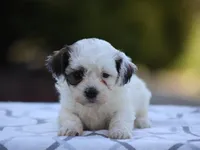 Buttercup, a female Shichon for sale in Lexington, IN – 3 of 4