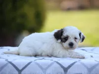 Buttercup, a female Shichon for sale in Lexington, IN – 4 of 4