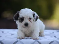 Buttercup, a female Shichon for sale in Lexington, IN – 2 of 4