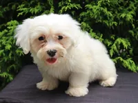 White Oak, a male Shichon for sale in Lexington, IN – 2 of 4