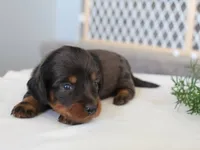 Rylie, a female Miniature Dachshund for sale in Lexington, IN – 2 of 4