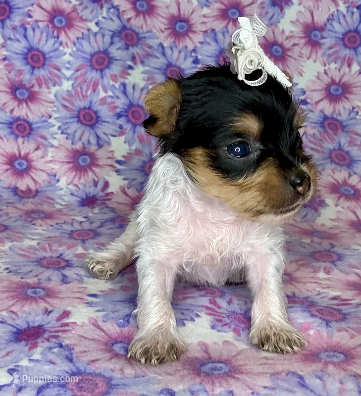 Az AKC 1F Pink – Yorkshire Terrier puppy for sale in Safford, AZ