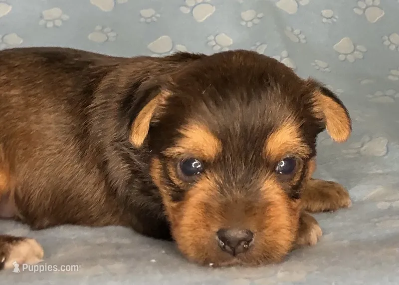 Az AKC 4M Blue – Yorkshire Terrier puppy for sale in Safford, AZ