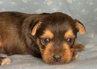 Az AKC 4M Blue, a male Yorkshire Terrier for sale in Safford, AZ – 1 of 5