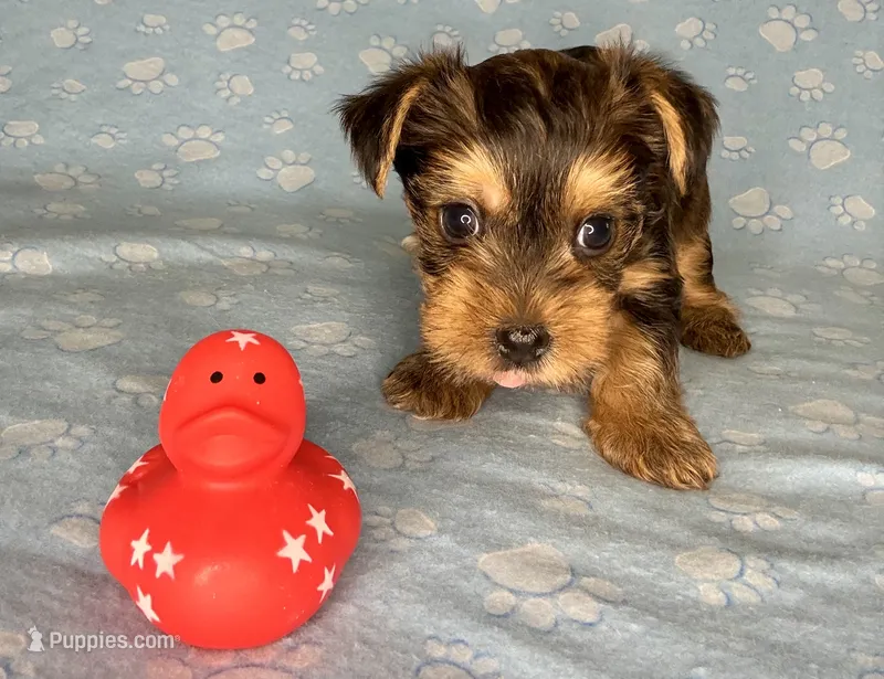 Az AKC 4M Blue – Yorkshire Terrier puppy for sale in Safford, AZ