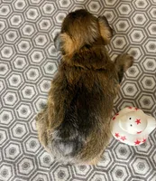 Az AKC 2M Gray, a male Yorkshire Terrier for sale in Safford, AZ – 7 of 7