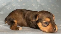 Az AKC 4M Blue, a male Yorkshire Terrier for sale in Safford, AZ – 4 of 5